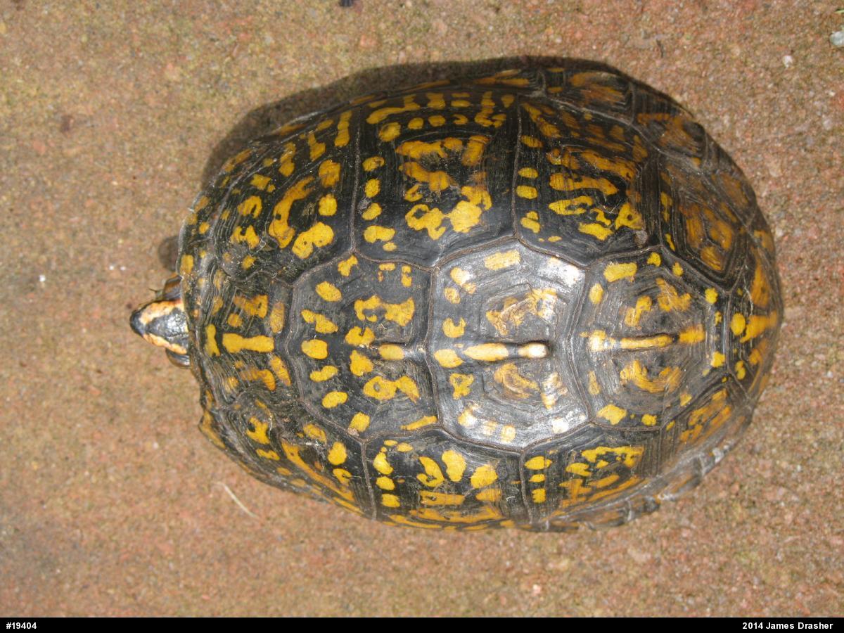 Eastern Box Turtle