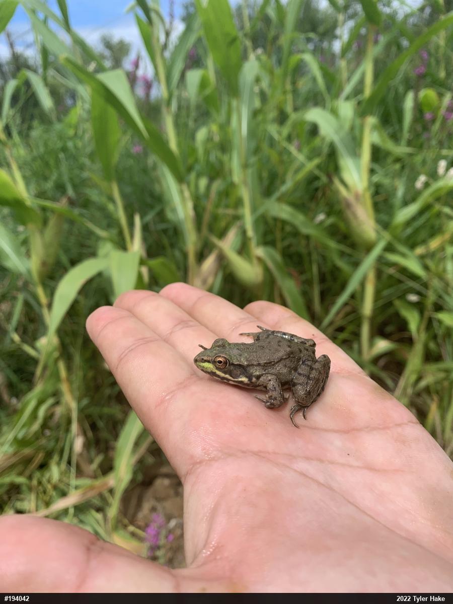 Green Frog