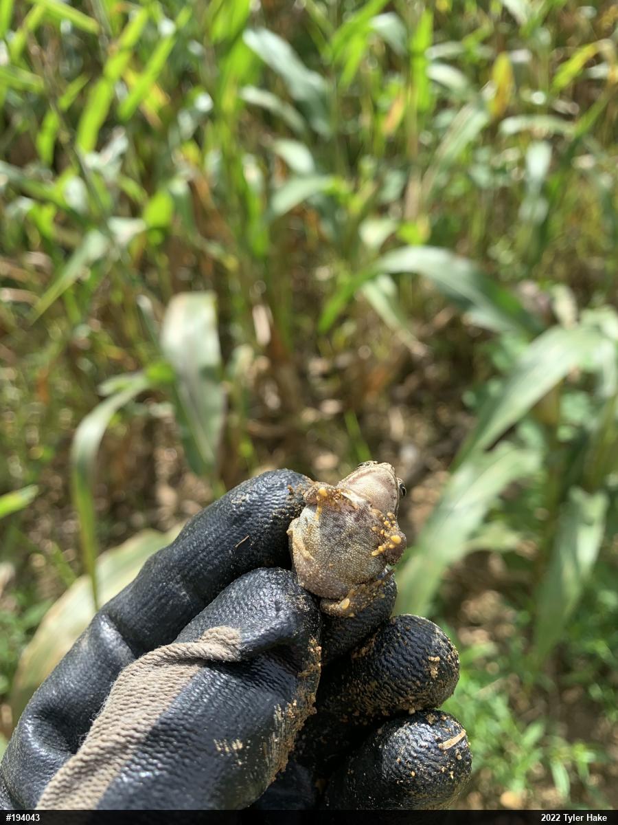 Eastern American Toad