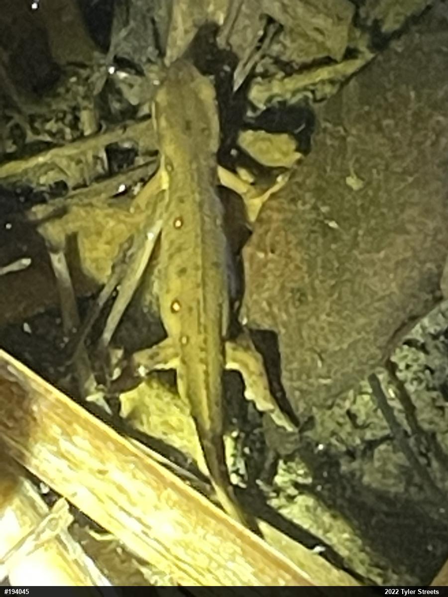 Red-spotted Newt