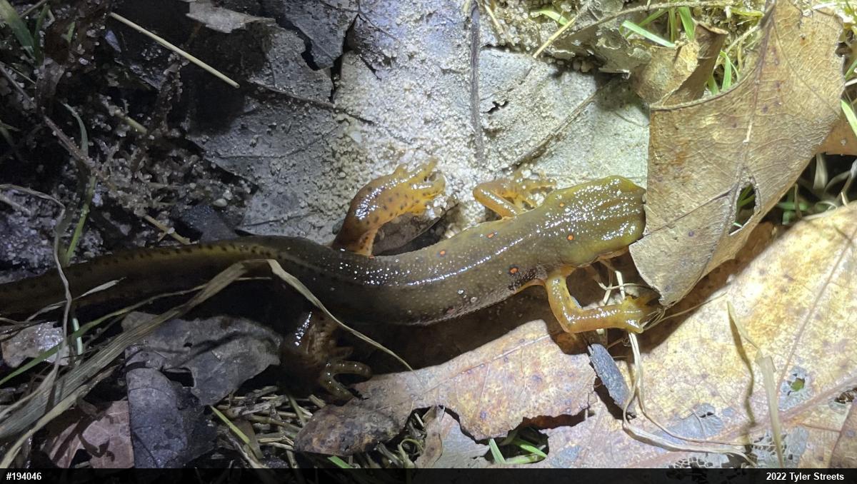 Red-spotted Newt