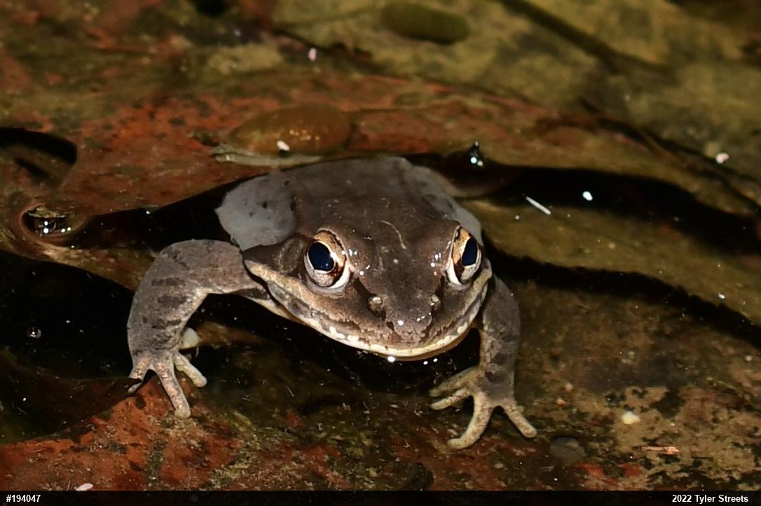 Wood Frog