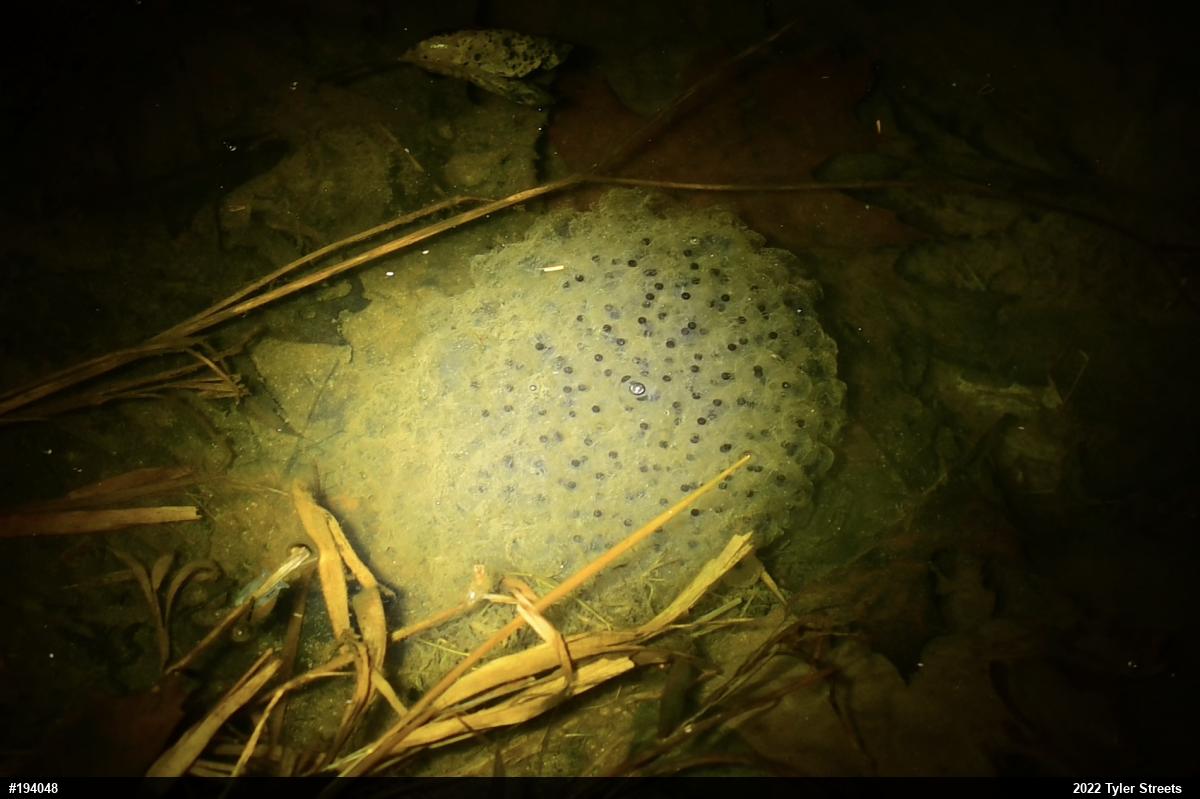Wood Frog