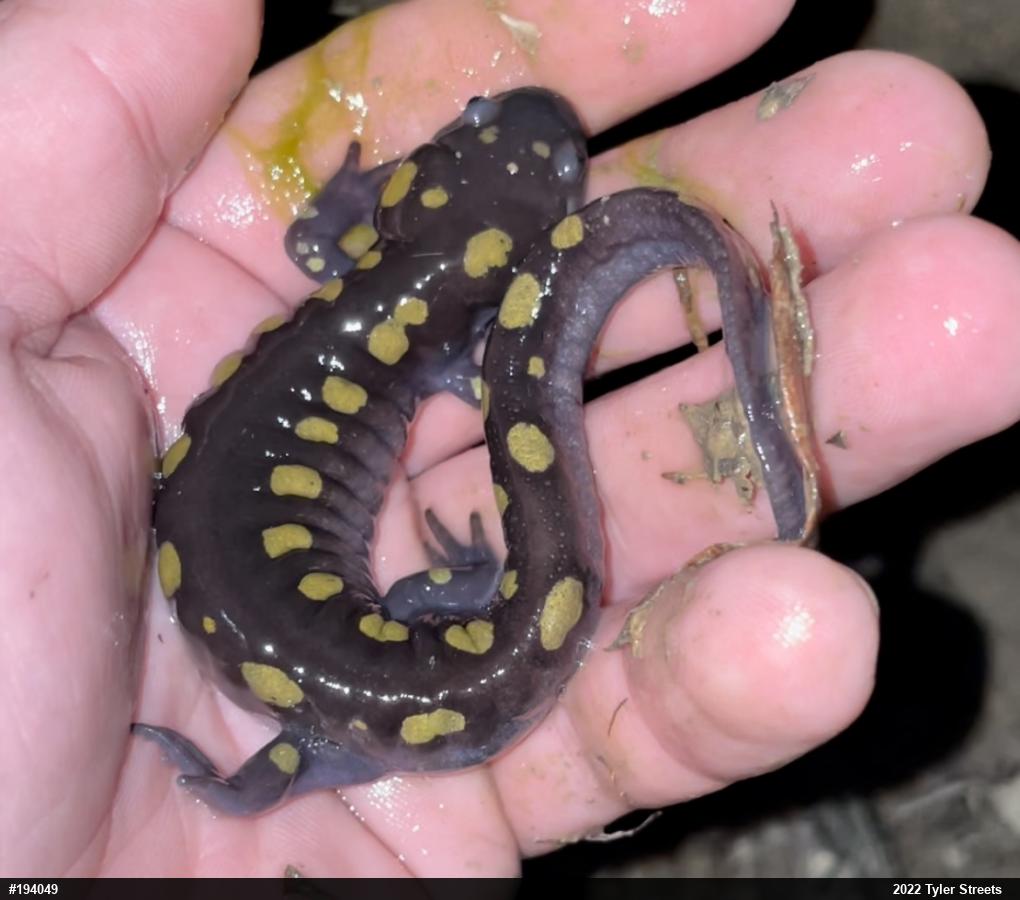 Spotted Salamander