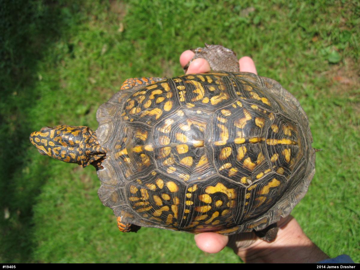 Eastern Box Turtle