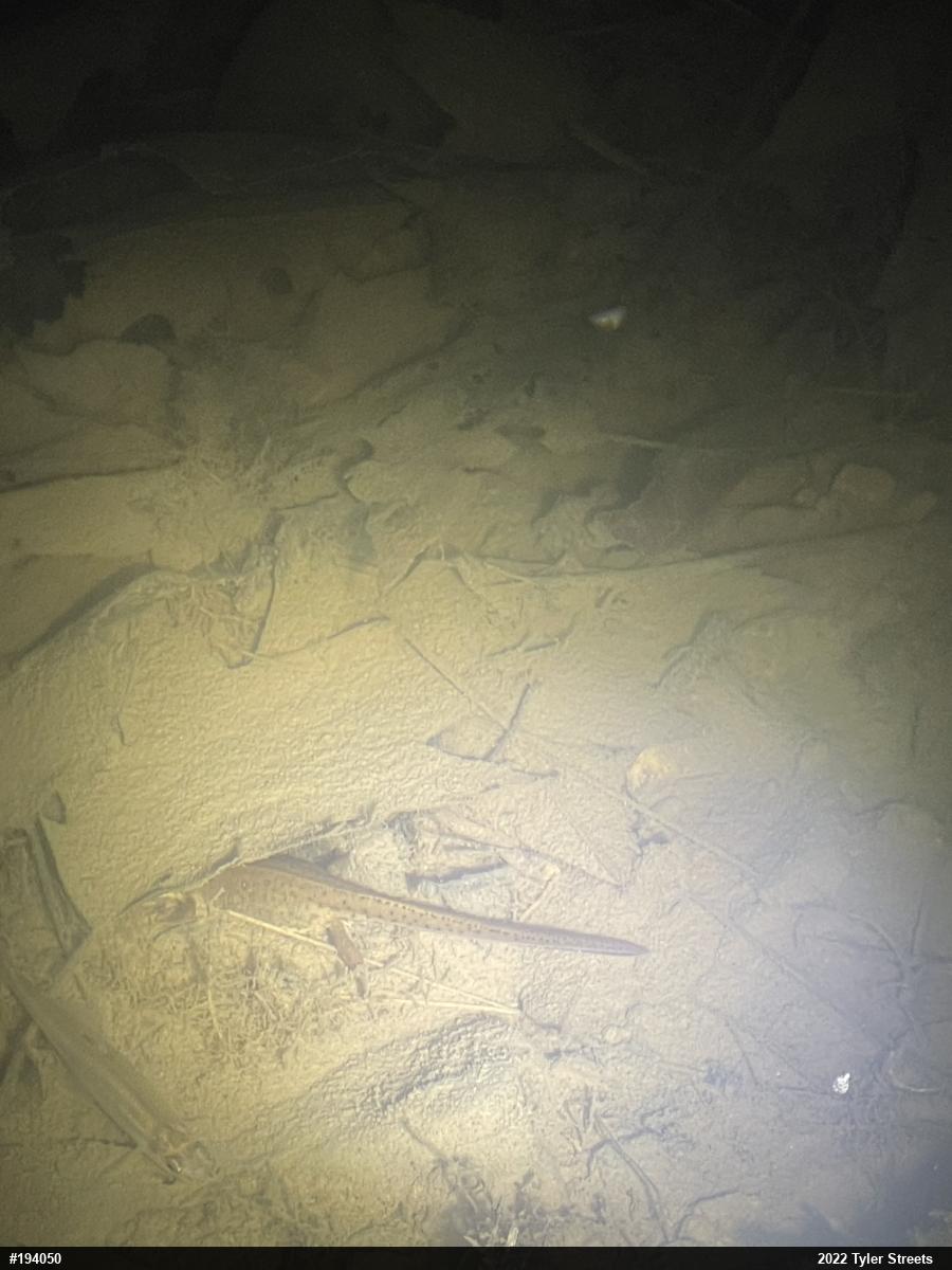 Red-spotted Newt