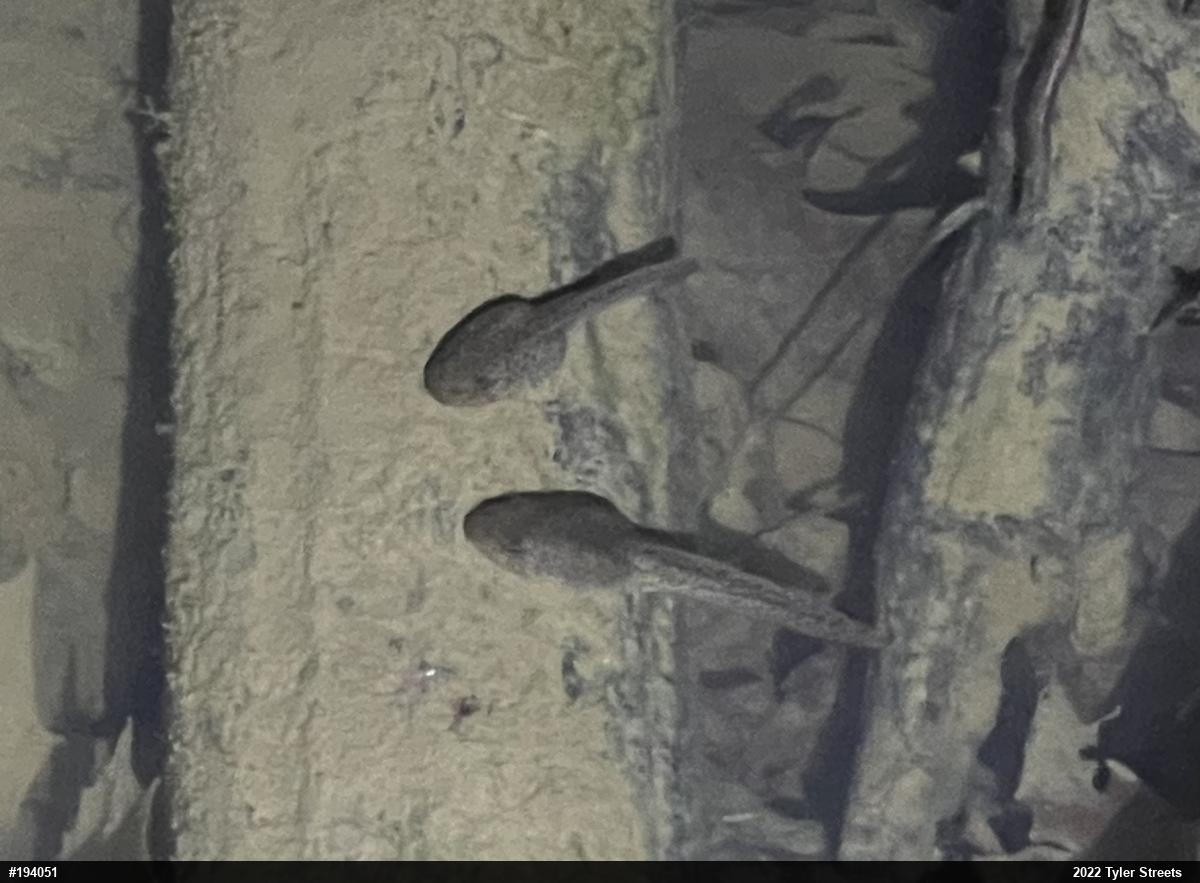 True Frogs