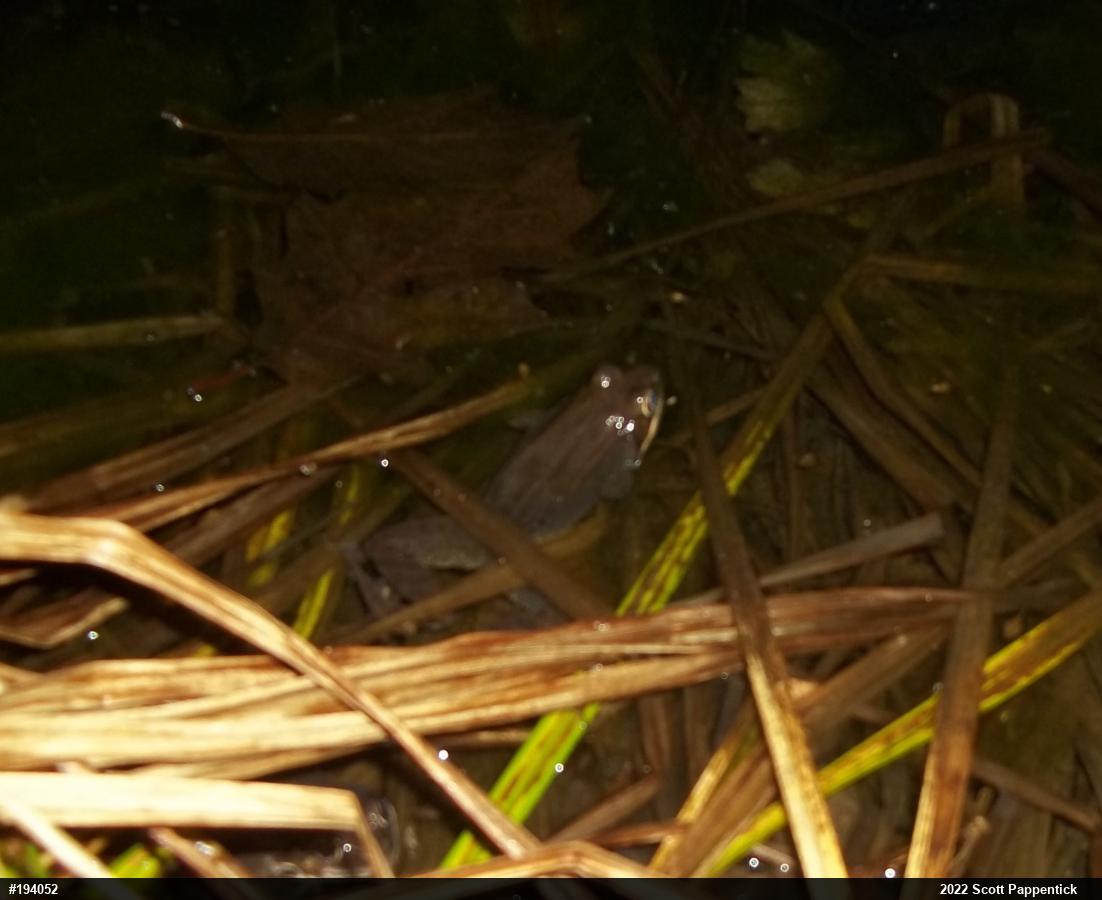 Wood Frog