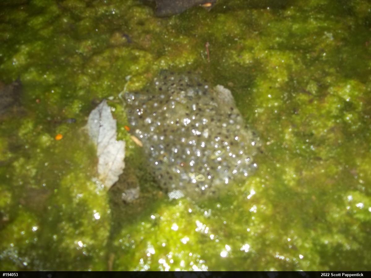 Wood Frog