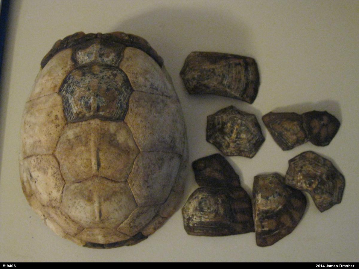 Eastern Box Turtle