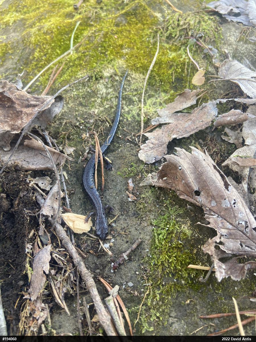 Northern Ravine Salamander