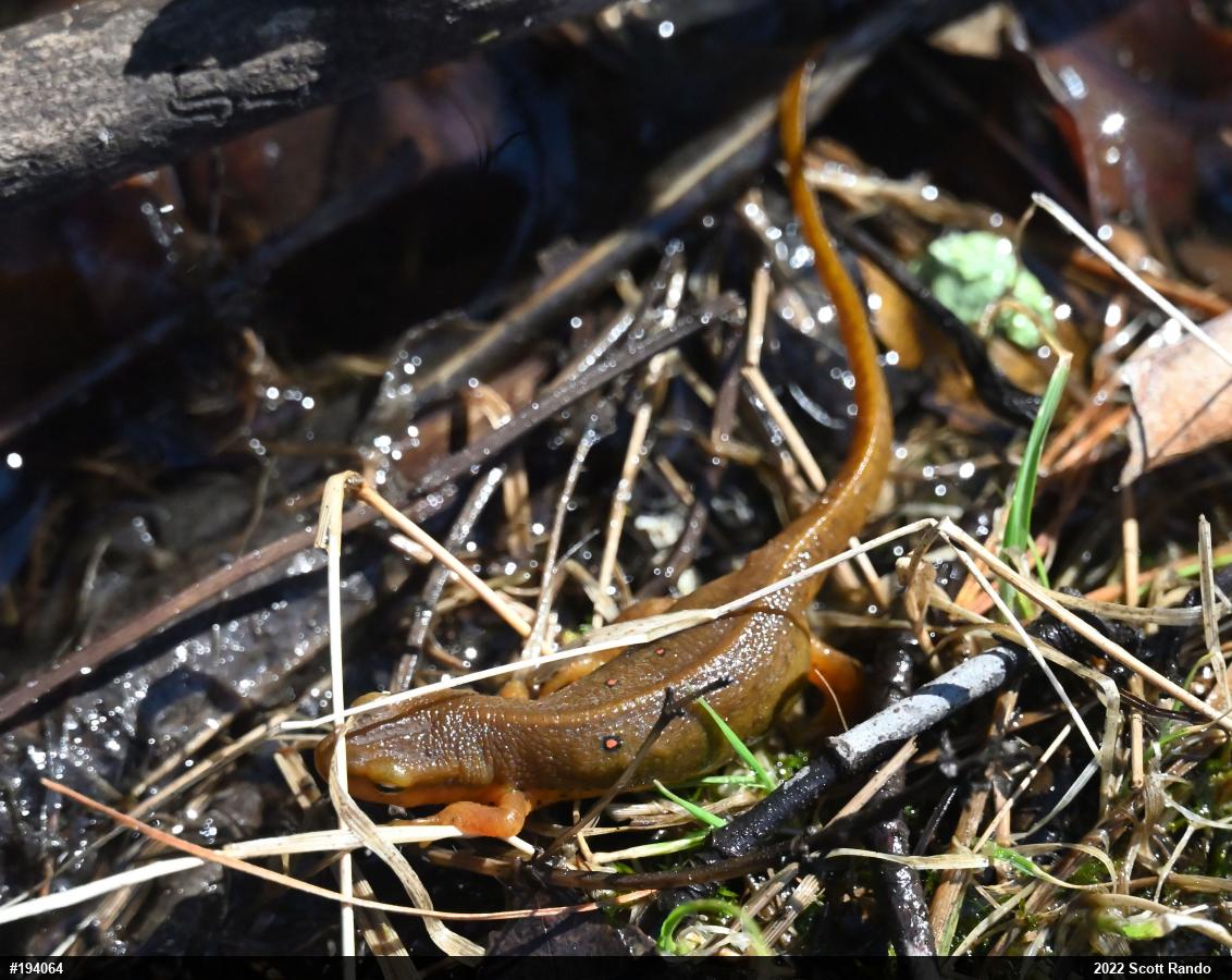 Red-spotted Newt
