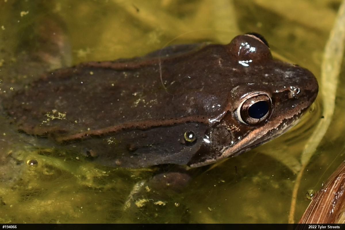 Wood Frog