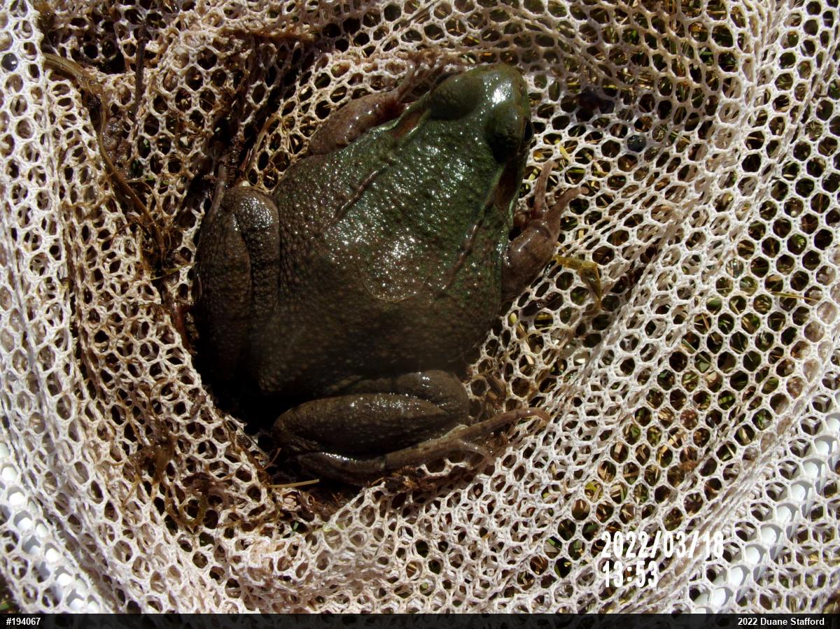 Green Frog