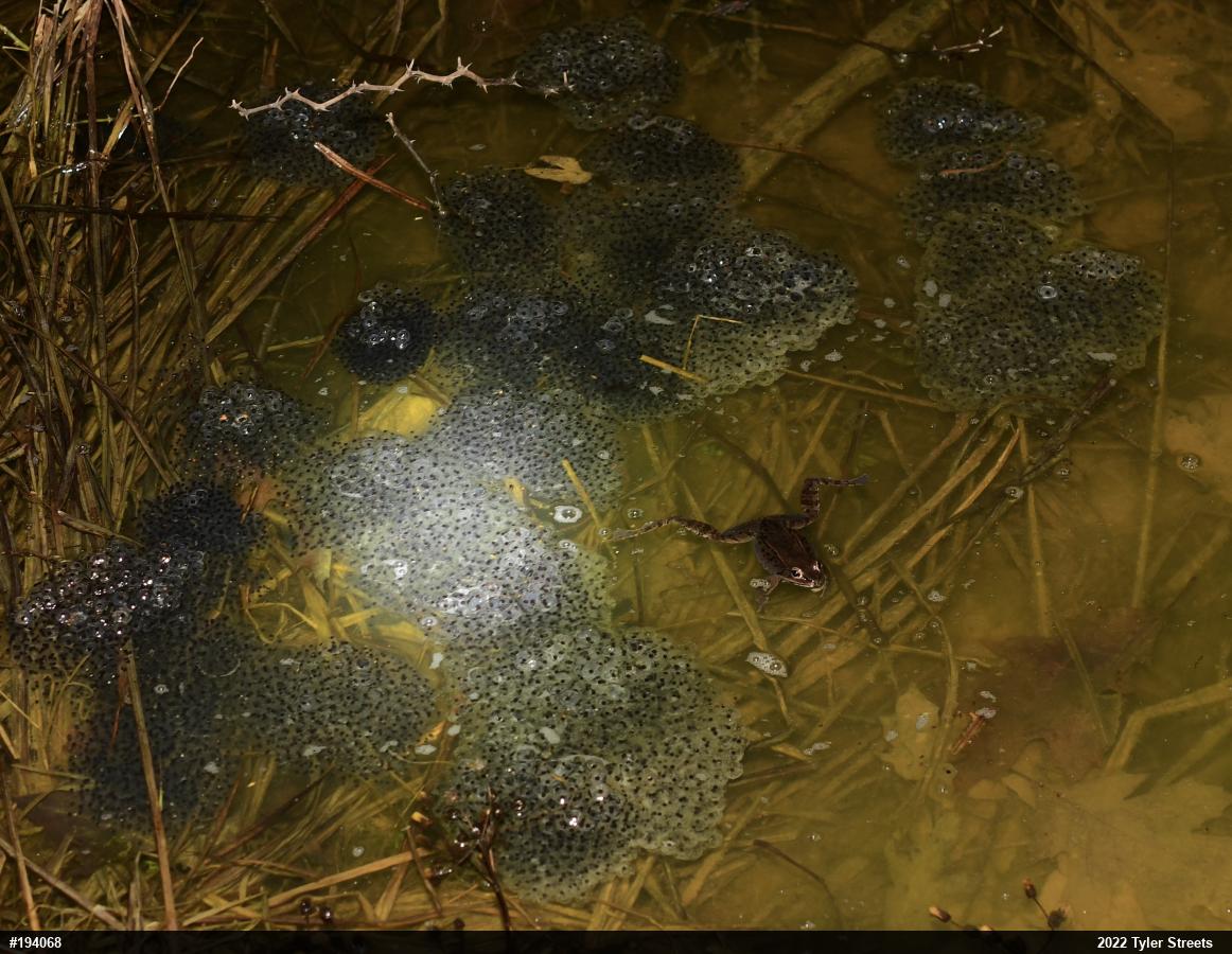 Wood Frog