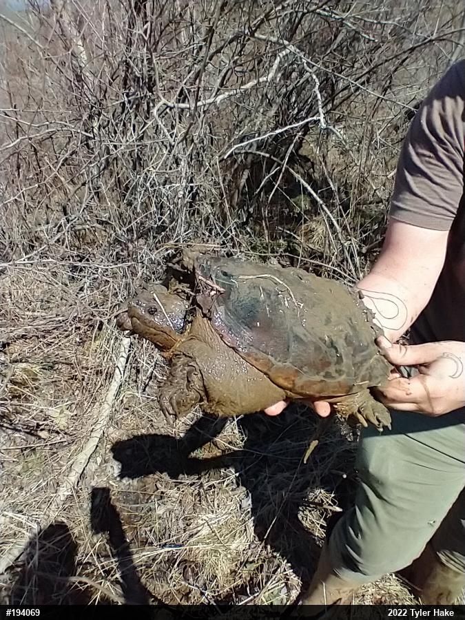 Snapping Turtle