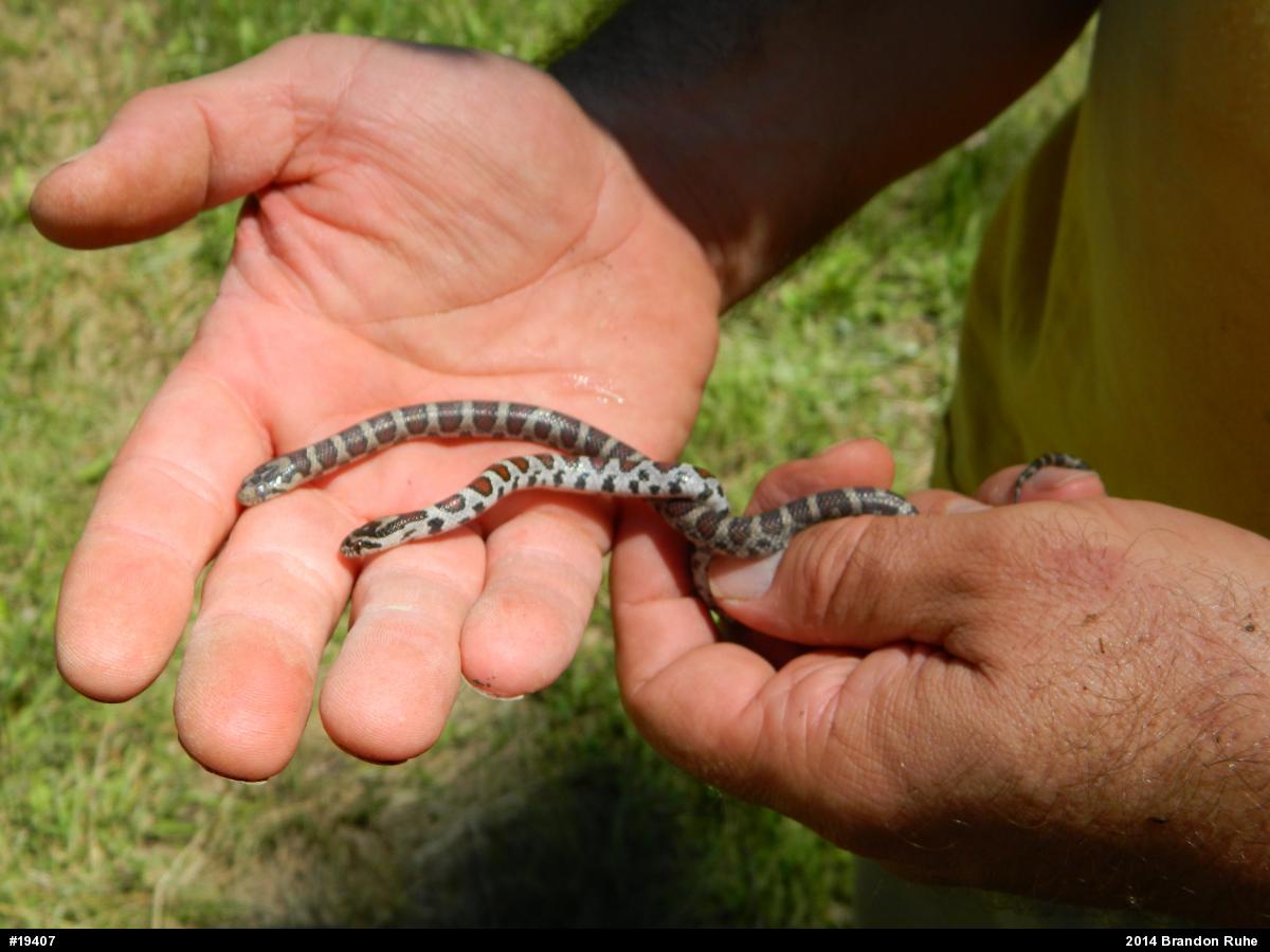 Eastern Milksnake