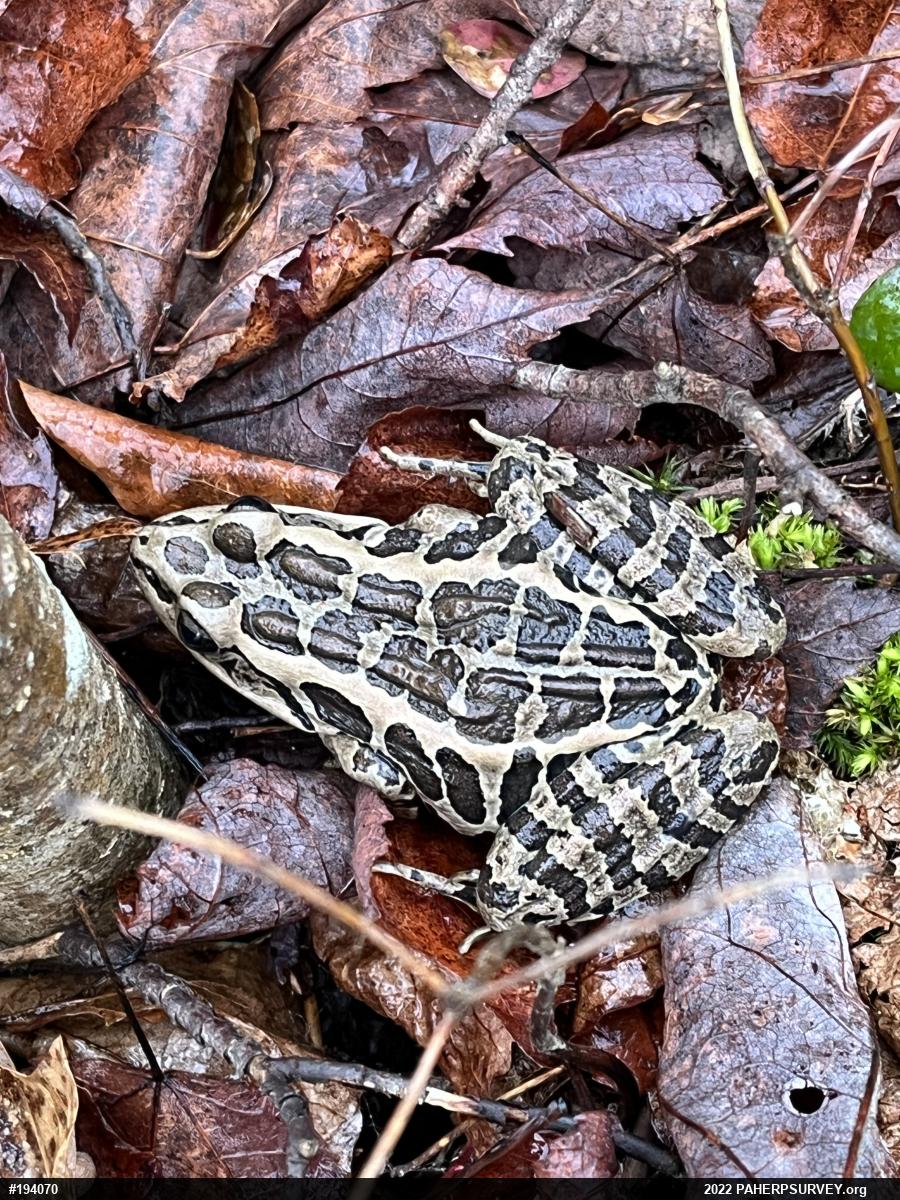 Pickerel Frog