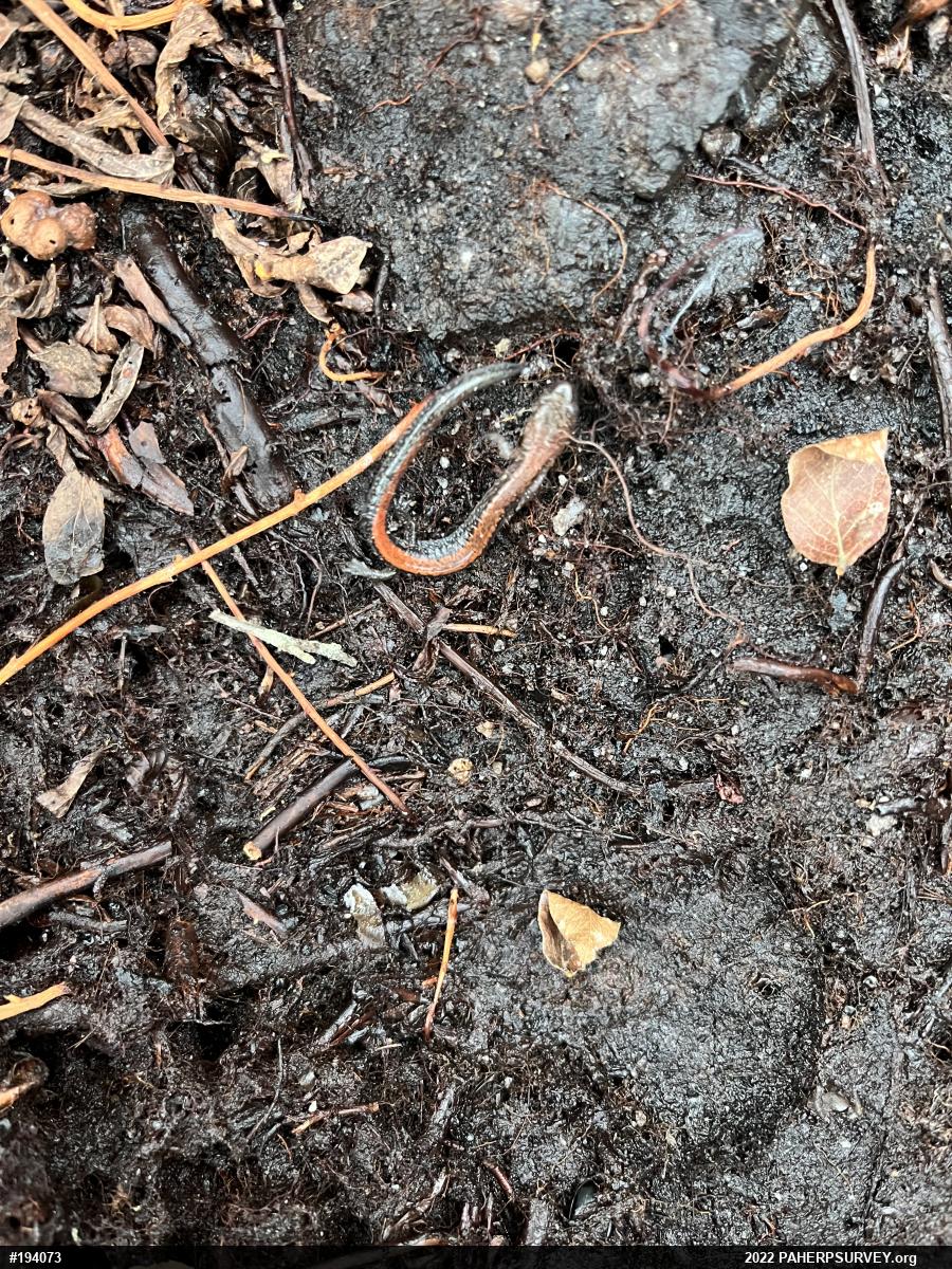 Eastern Red-backed  Salamander