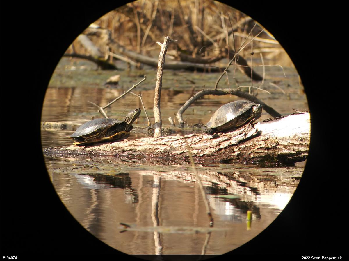 Red-eared Slider