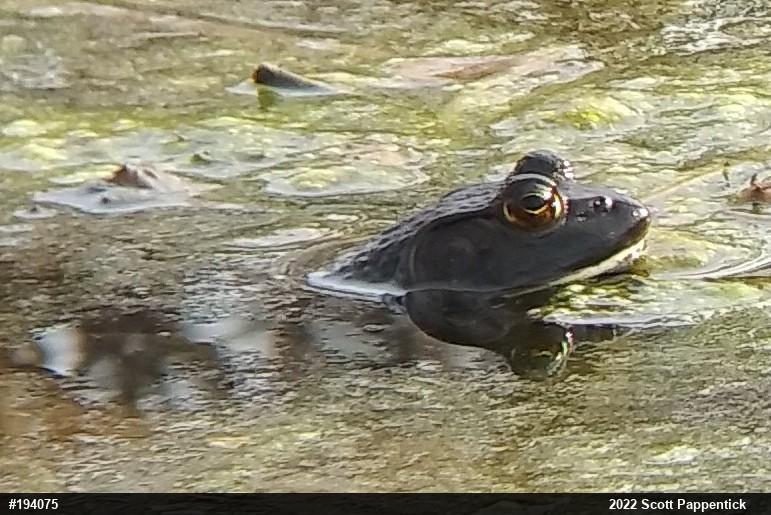American Bullfrog