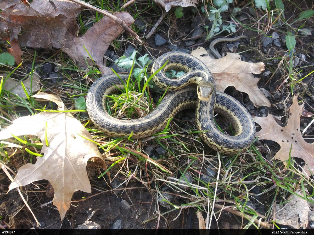 Eastern Gartersnake