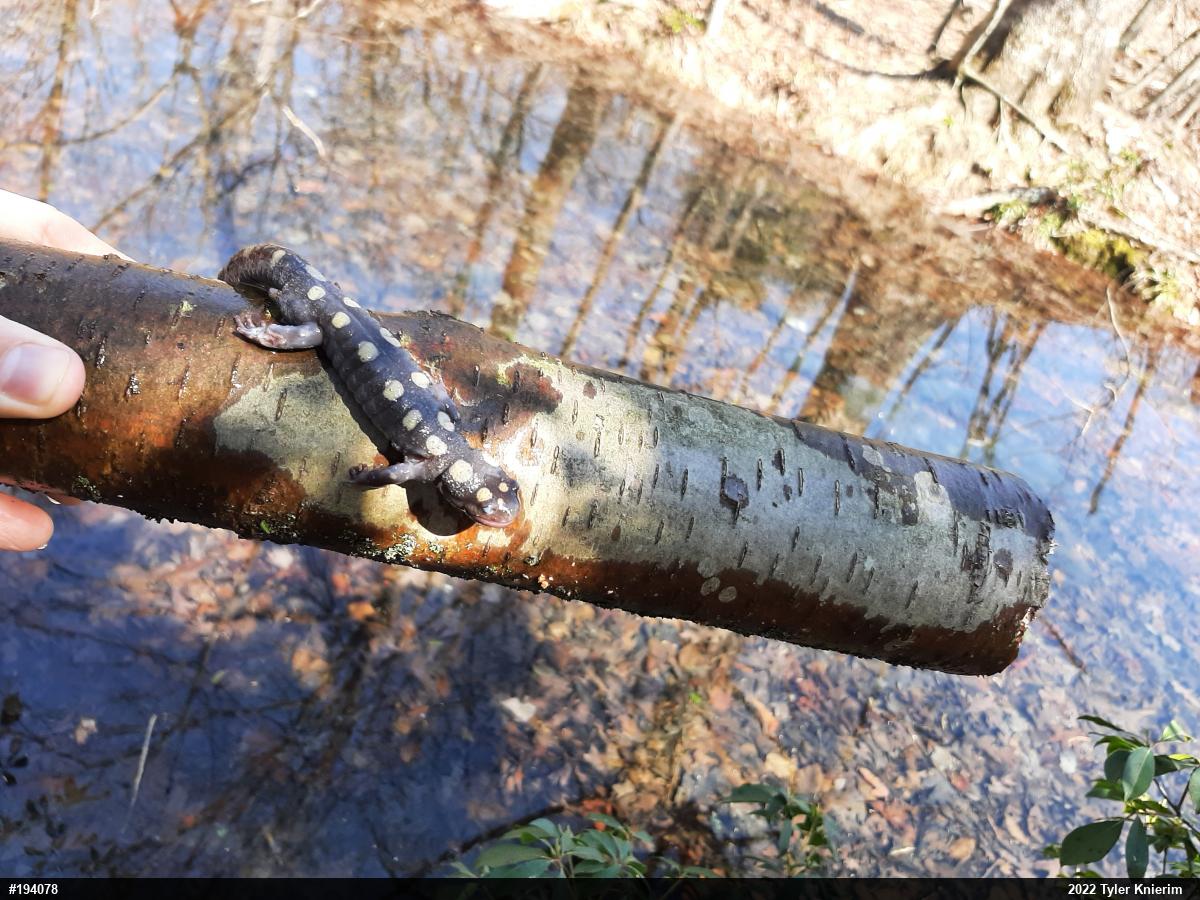 Spotted Salamander