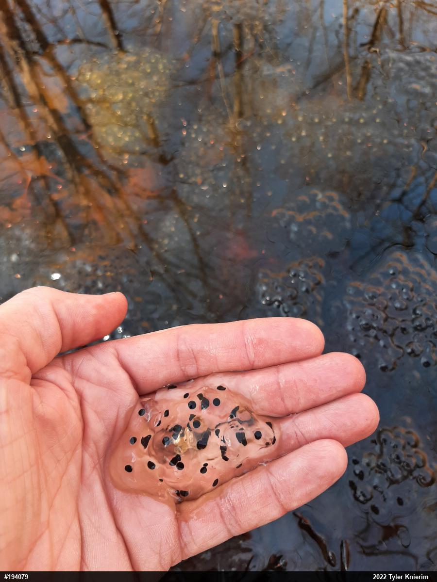 Wood Frog
