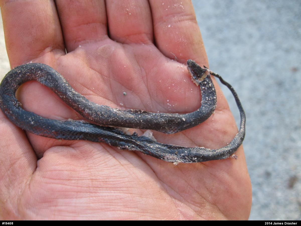 Northern Ring-necked Snake