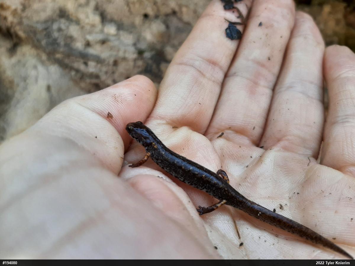 Four-toed Salamander