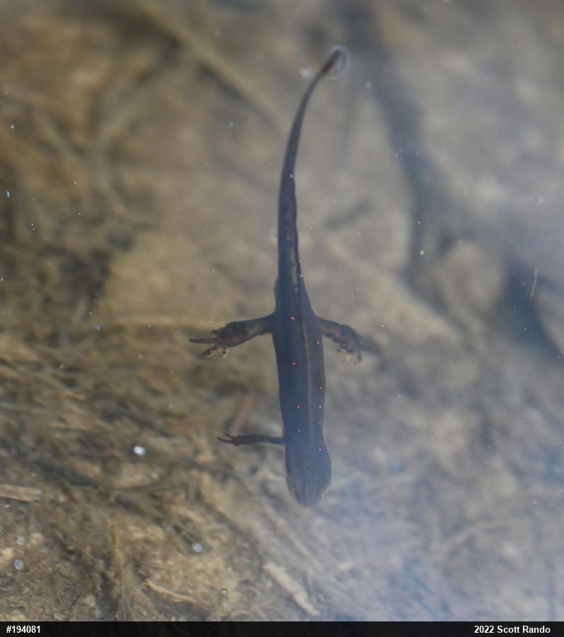 Red-spotted Newt