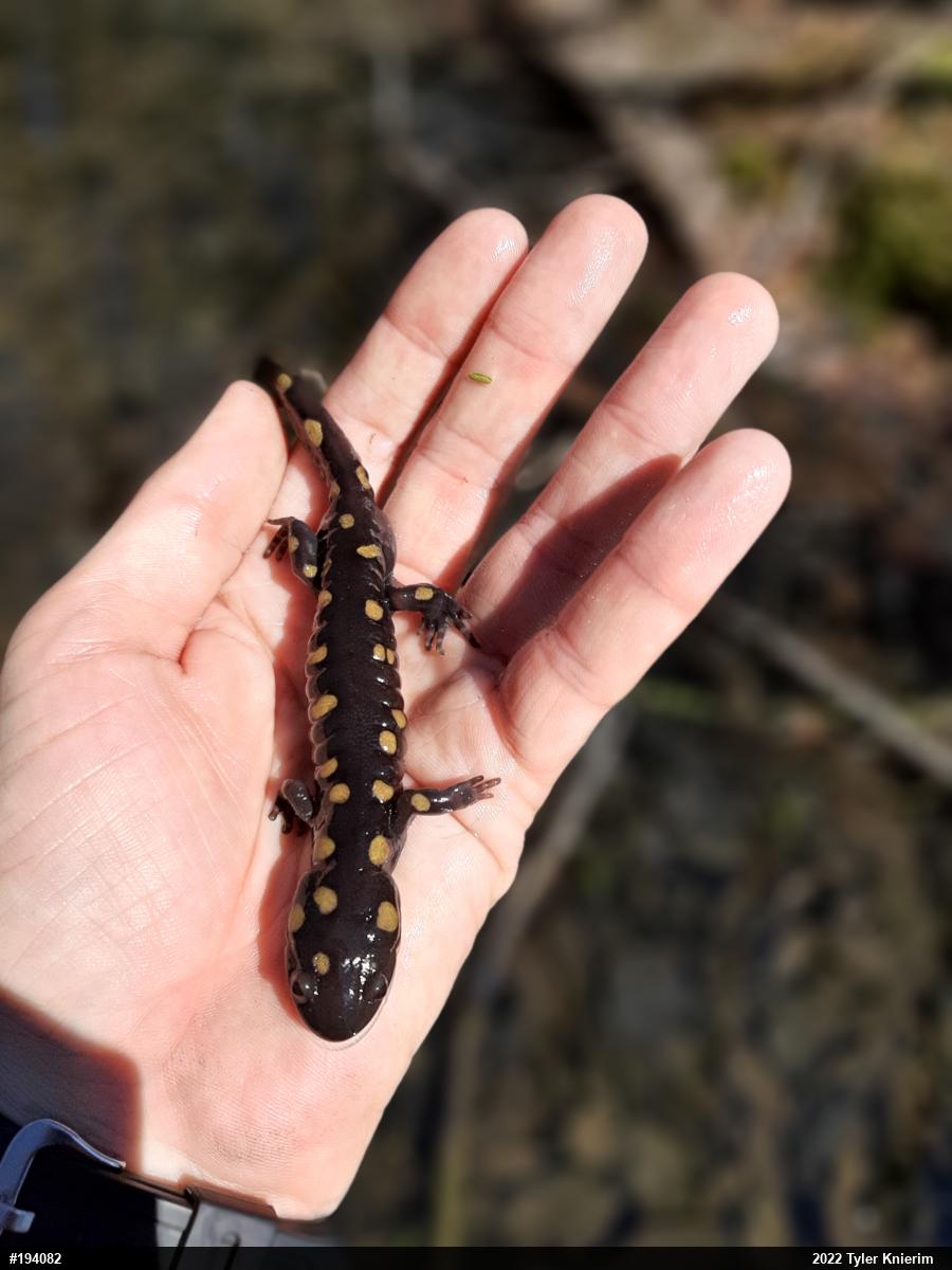 Spotted Salamander