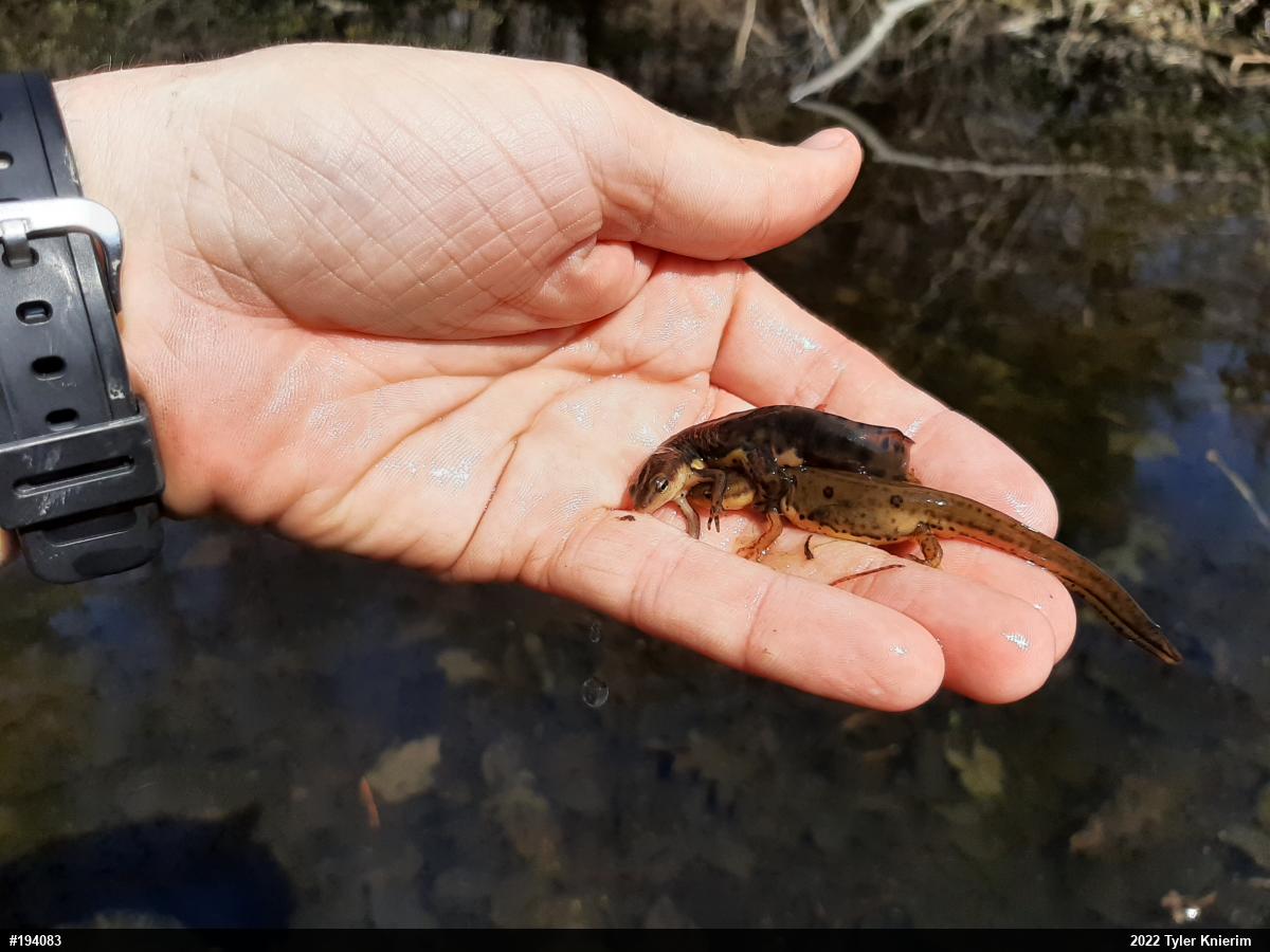 Red-spotted Newt