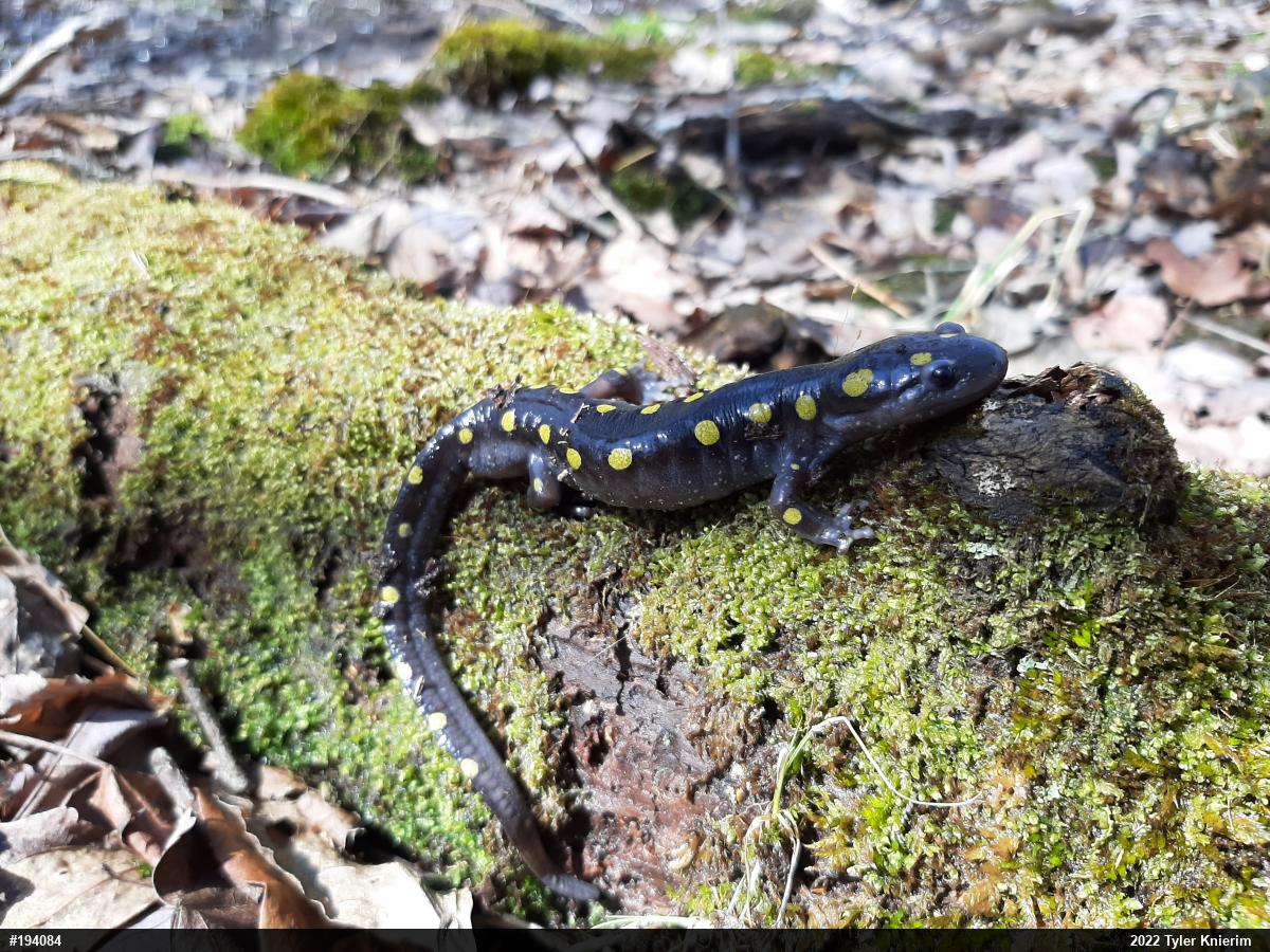 Spotted Salamander