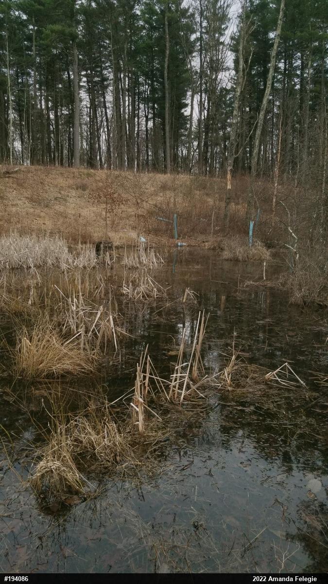 Spring Peeper