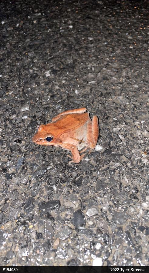 Wood Frog