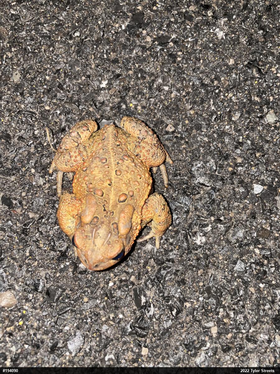 Eastern American Toad
