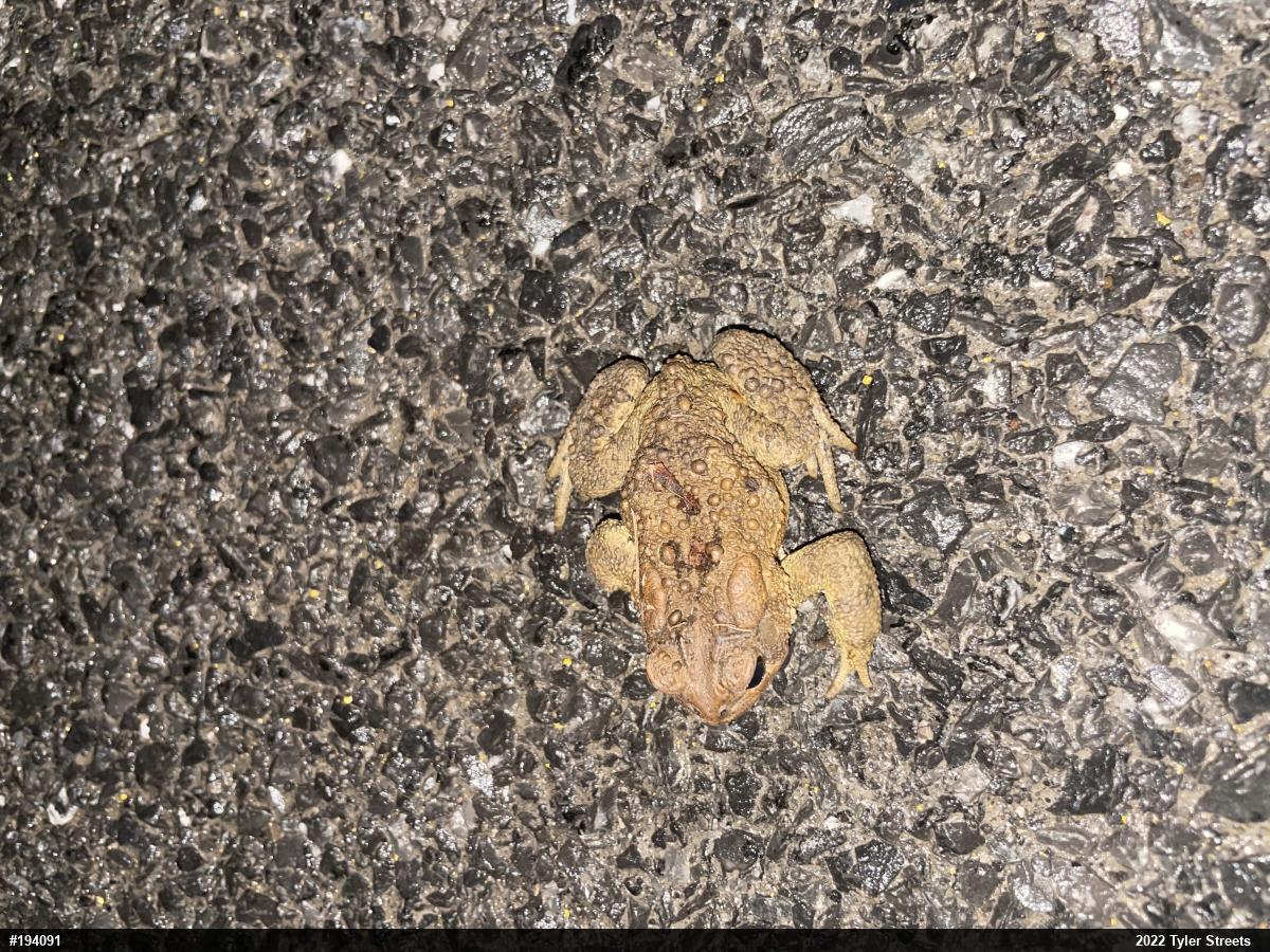 Eastern American Toad