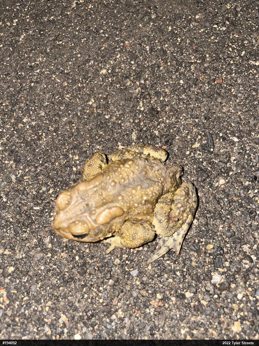 Eastern American Toad