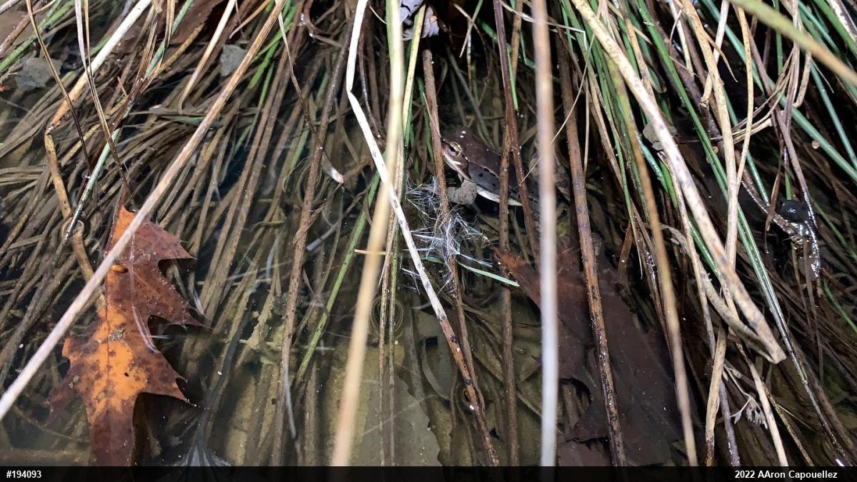 Wood Frog