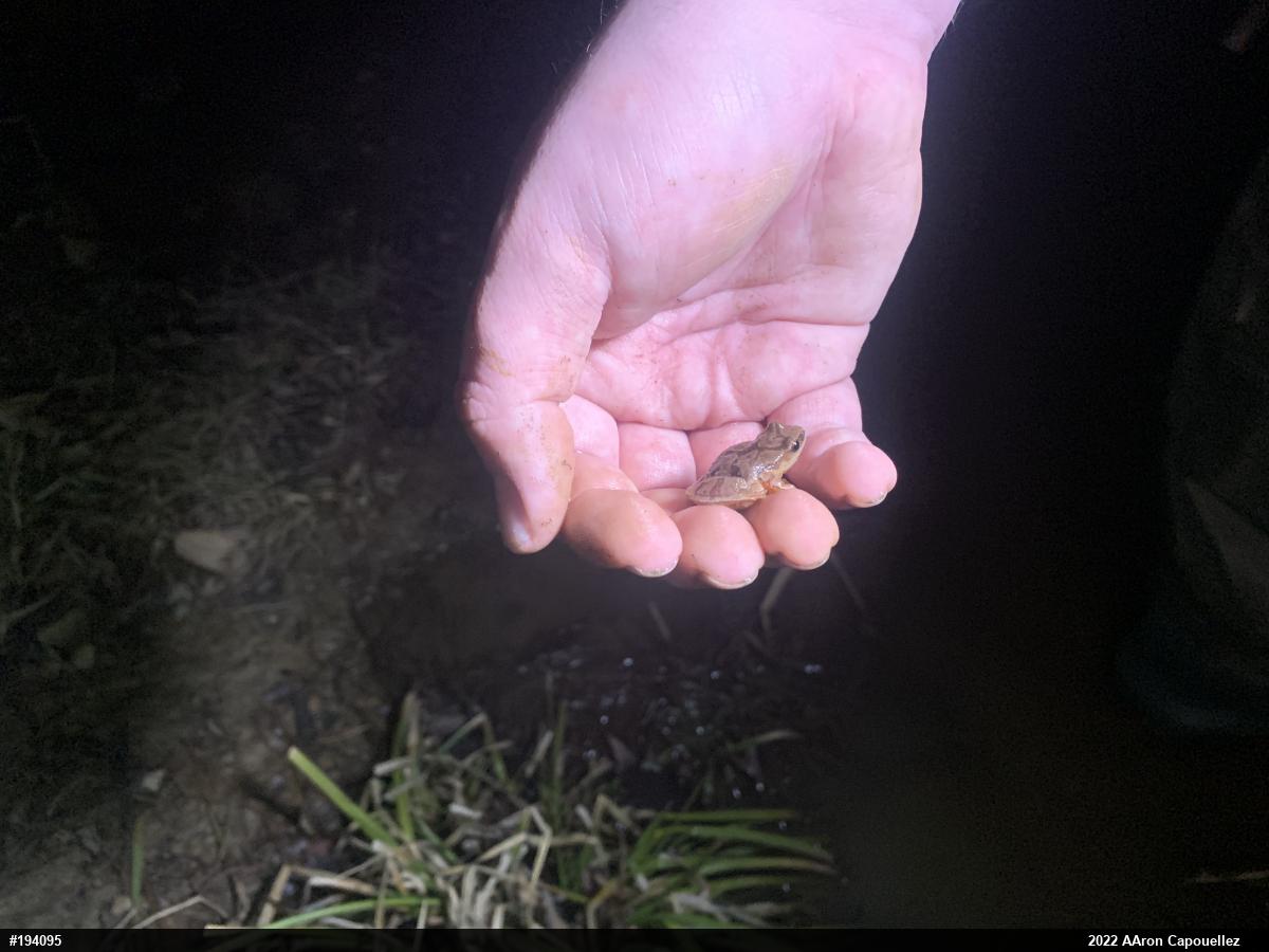 Spring Peeper