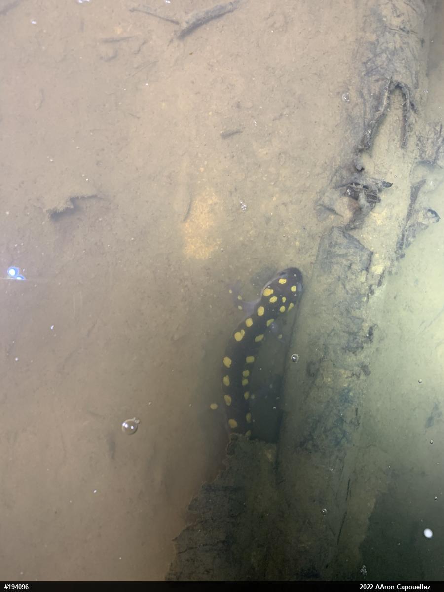 Spotted Salamander