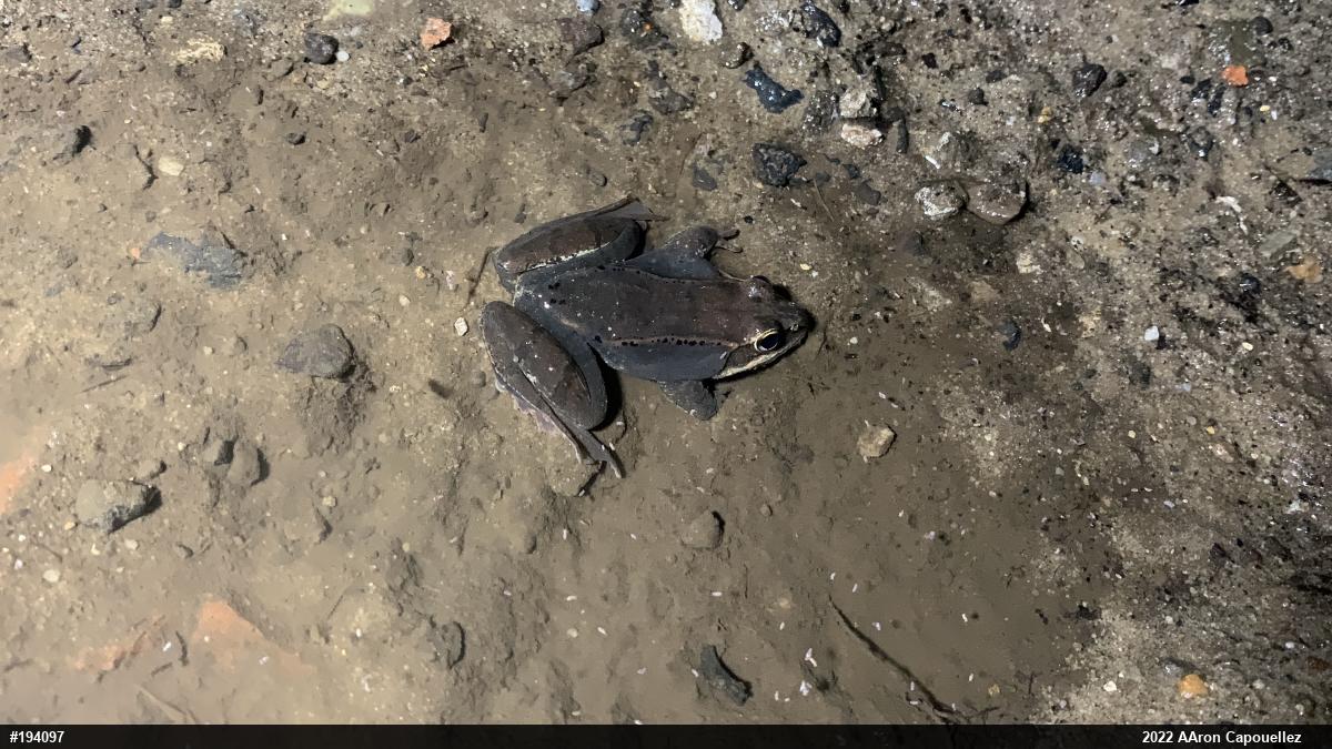 Wood Frog