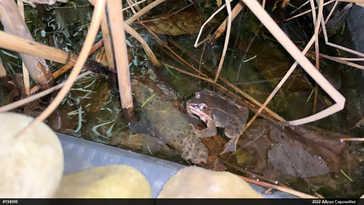 Wood Frog