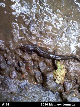 Northern Dusky Salamander