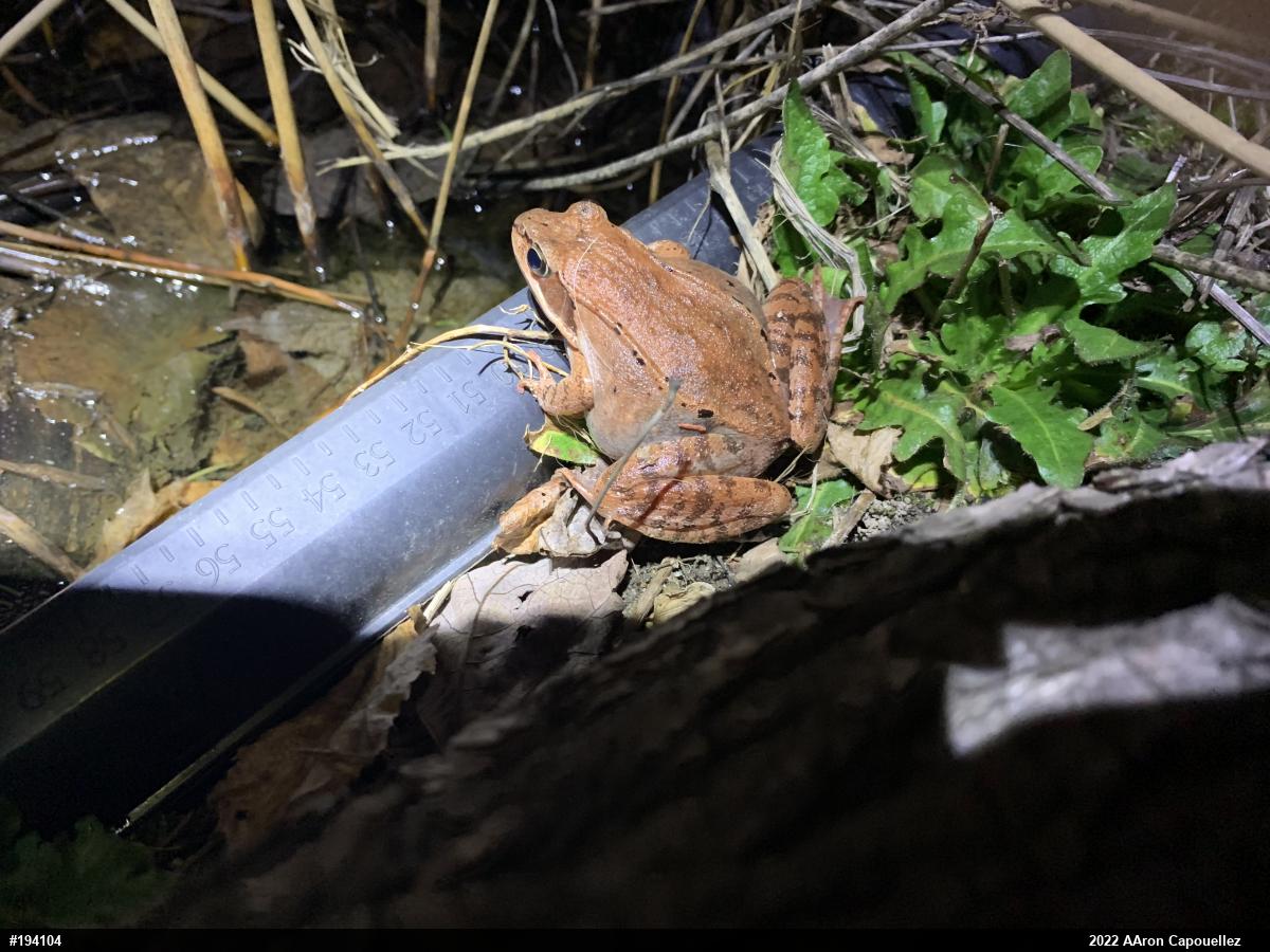 Wood Frog
