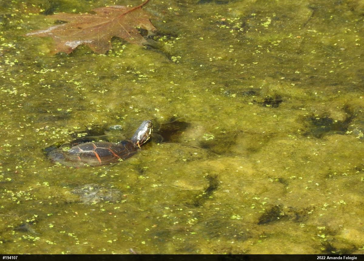 Painted Turtle