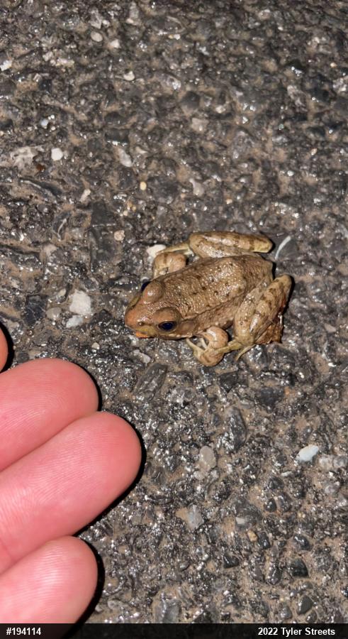 Green Frog