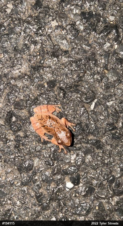 Spring Peeper