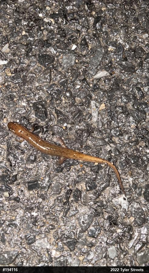 Northern Dusky Salamander